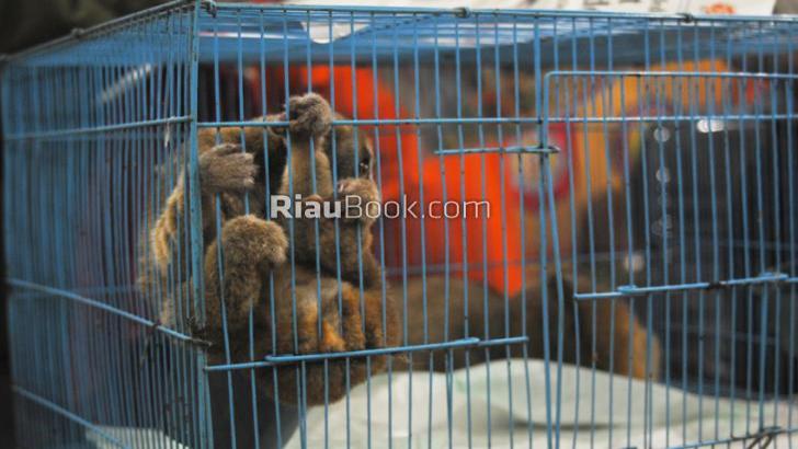 Adakah Oknum Petinggi Terlibat Perburuan Satwa Langka di Riau