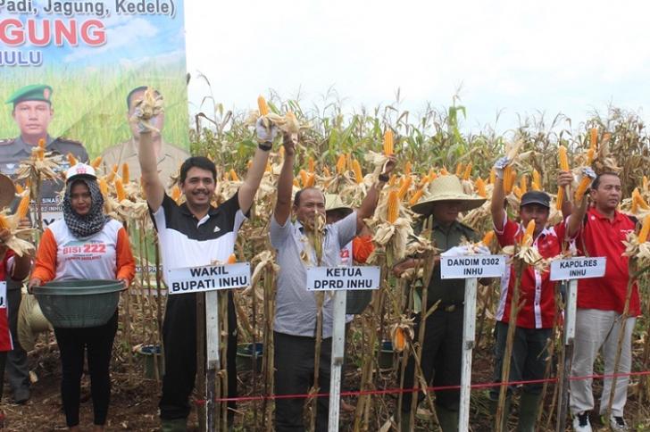 Harga Stabil, Wabup inhu Panen Jagung Kelompok Tani Anugerah Jaya Rengat