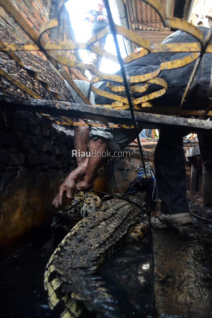 Selama Dua Jam Berjibaku, Tim BBKSDA Riau Berhasil Evakuasi Buaya di Dumai