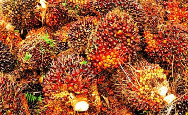 Indonesia Siap Penuhi 100 Persen Pasokan Sawit Dunia