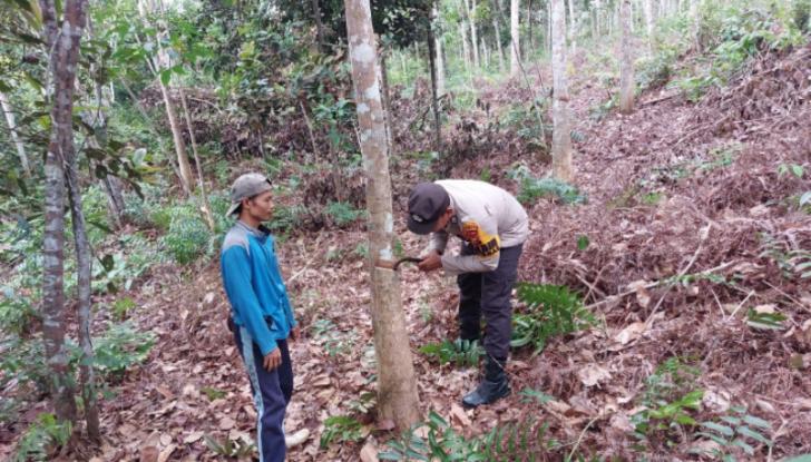 Bhabinkamtibmas Bunut Sempatkan Waktunya Menyadap Pohon Karet Bersama Petani