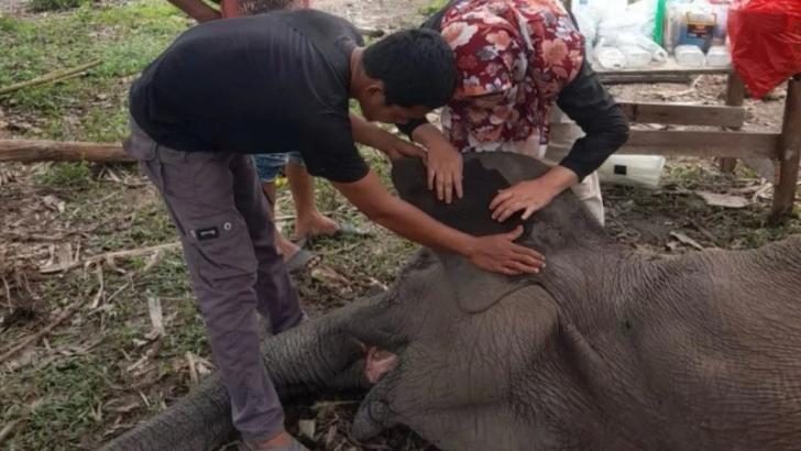 Penyebab Matinya Gajah Bernama Rimbani