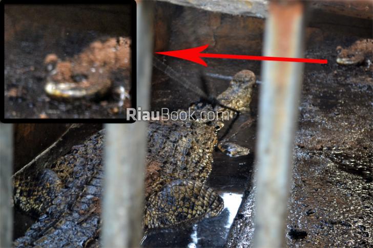 Mistis, Dikandang Buaya 'Amad' Tidak Ada Tetapi Didalam Foto Terlihat Nyata