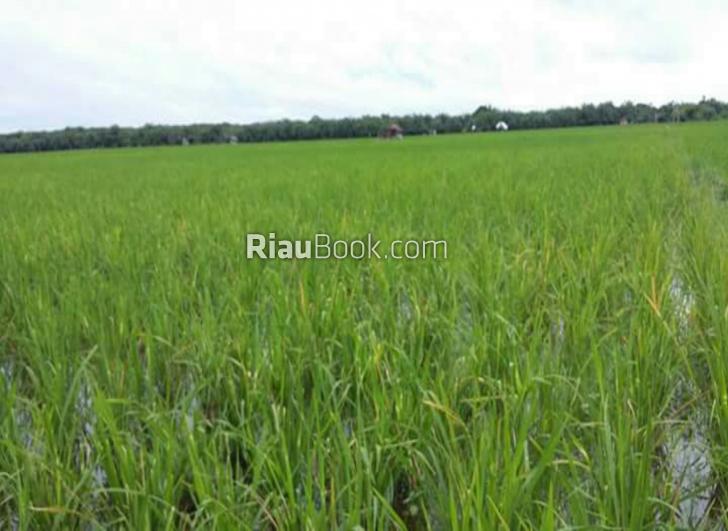 Petani Sawah Sabak Auh Terancam Gagal Panen