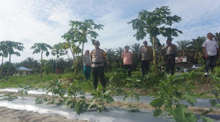 Kapolsek Pangkalan Kuras Tinjau Progres Ketahanan Pangan Desa Batang Kulim