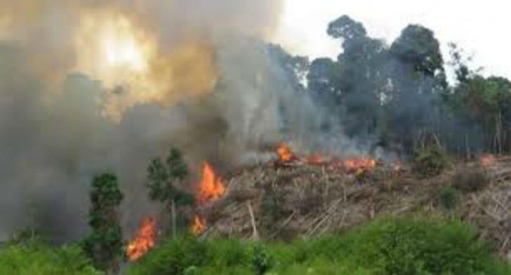 Gawat, Kawasan Tasik Serai Bengkalis Diduga Dibakar Oknum