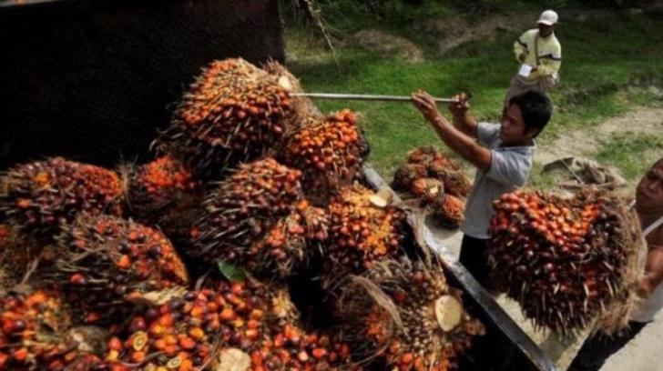 Kawal Dana Replanting Sawit Riau