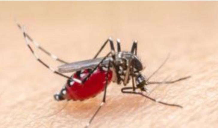 Kasus Malaria di Indragiri Hilir, Diskes Siapkan Posko Pelayanan Kesehatan