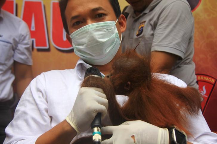 Sudah jadi Komoditas, 3 Anak Orangutan dari Aceh Dijual Rp75 Juta
