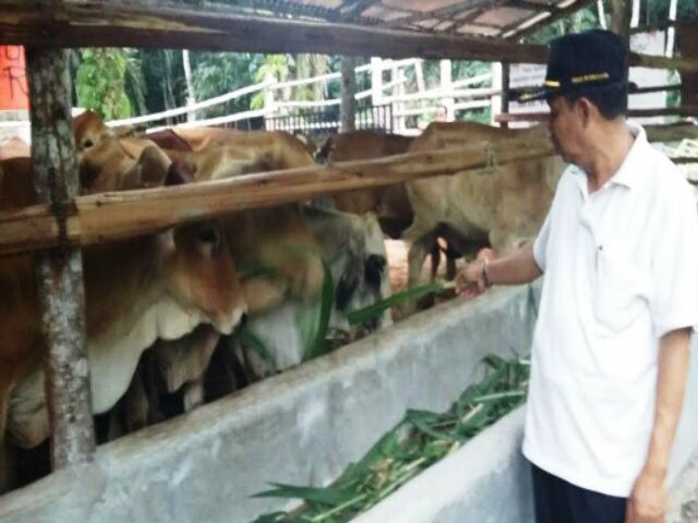 100 Sapi Bantuan Kementan Habis Dibagi 3 Kecamatan Yang Lain Sabar