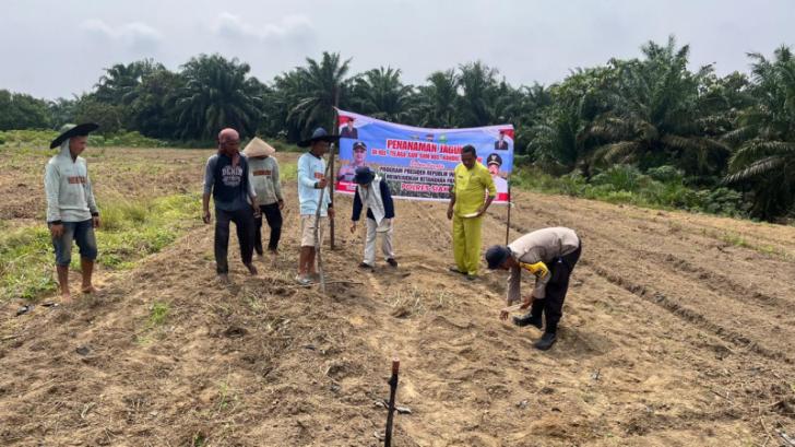 Polsek Kandis Dukung Swasembada Pangan Nasional, Tanam Jagung Bersama Masyarakat di Dua Lokasi