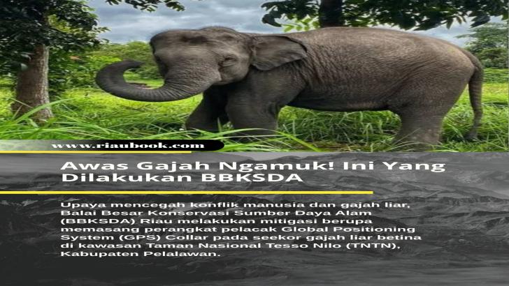 Awas Gajah Ngamuk! Ini Yang Dilakukan BBKSDA Riau