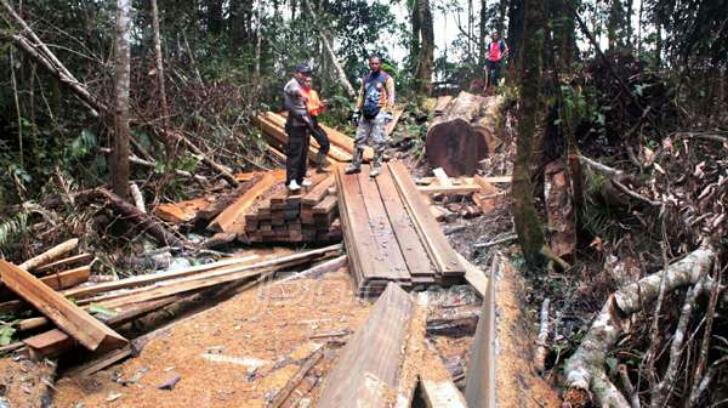 Polres Rokan Hilir Tangkap 3 Ton Kayu Hasil Ilegal Logging