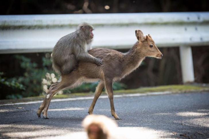 Di Jepang, Monyet Terpergok Kawin dengan Rusa Betina
