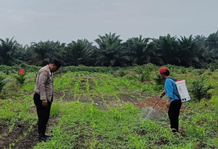 Cegah Hama, Bhabinkamtibmas Polsek Kandis dan Petani Lakukan Penyemprotan Tanaman Jagung