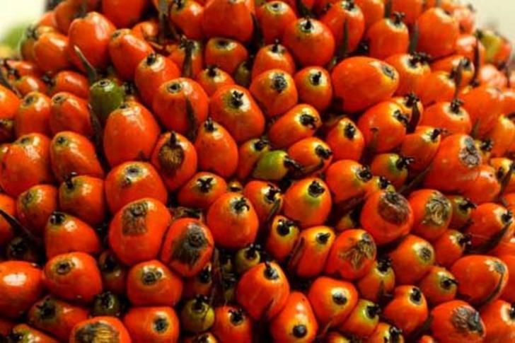 Pelemahan Permintaan CPO Sebabkan Harga Sawit Naik-turun