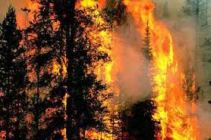 Kebakaran Hutan Suaka Marga Satwa Sudah Padam, Aparat Amankan Lokasi