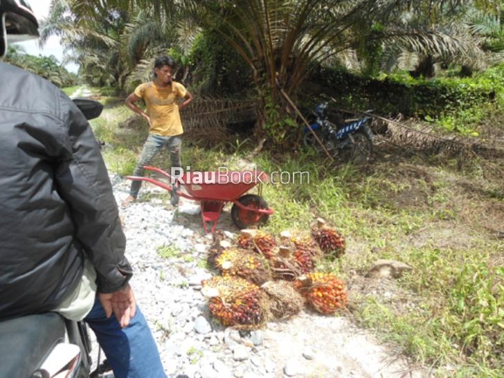 Dua Perusahaan di Rohul Saling Serobot Lahan, Saling Ancam dan Terror