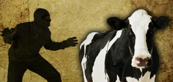 Apeess..Sapi Betina Milik Pak Sutardi Digondol Maling