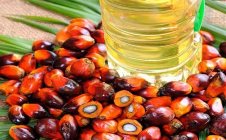 Hore... Sawit Riau Kembali Baik, Berikut Daftar Harganya