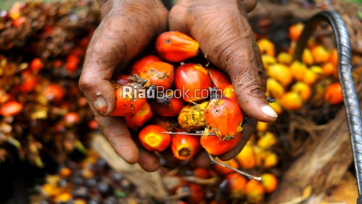Foto Cerita: Sawit 'Minyak Riau' Komoditi Utama Indonesia