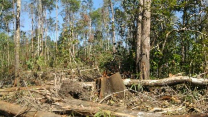 Menumpas Korupsi Kehutanan