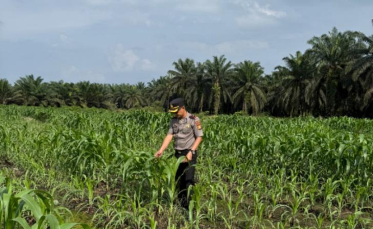 Kapolsek Kandis Maknai Semangat Merah Putih, Menjaga Persatuan untuk Menjaga Ketahanan Pangan