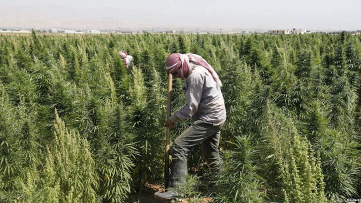 Di Turki, Pemerintahnya Izinkan Petani Boleh Tanam Ganja