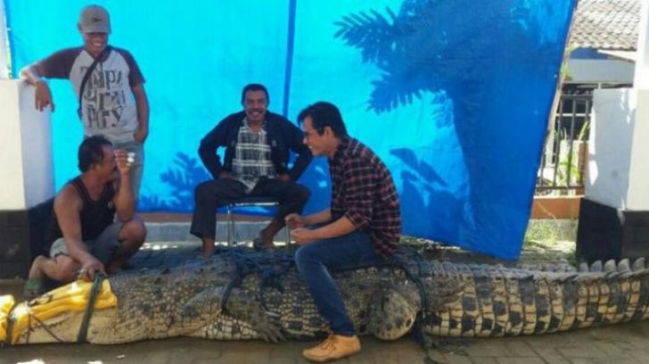Buaya Sepanjang 4,3 Meter Berhasil Ditangkap Warga