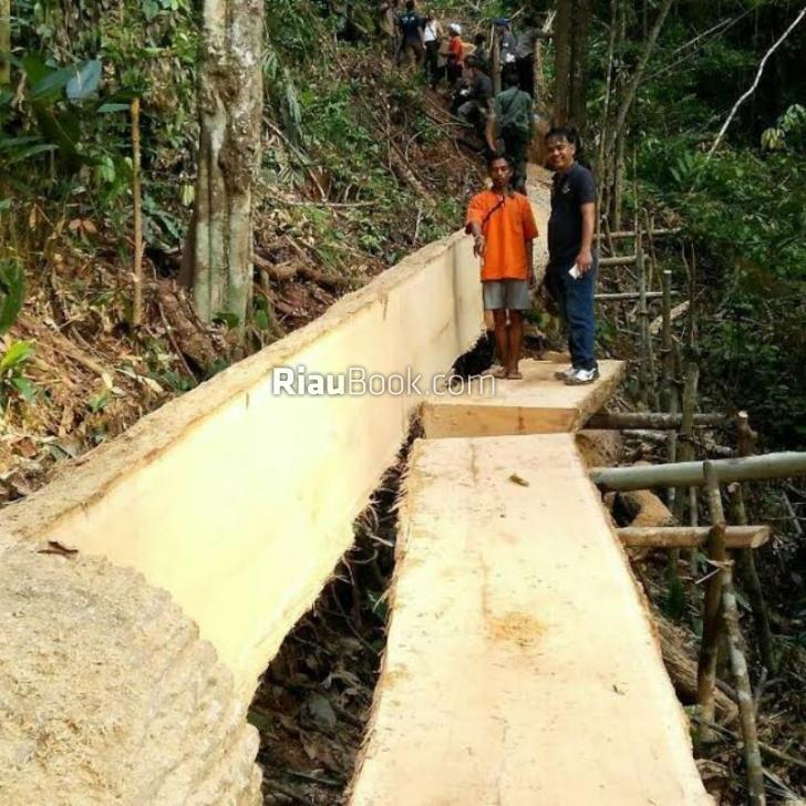 Babat Hutan, Polres Inhu Amankan Dua Pelaku Illegal Logging