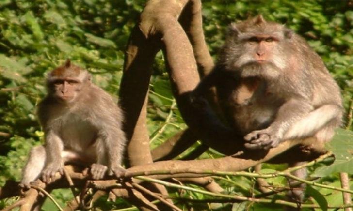 Kebun Kelapa Masyarakat Inhil Diserang Monyet, Perusahaan Diduga Penyebabnya