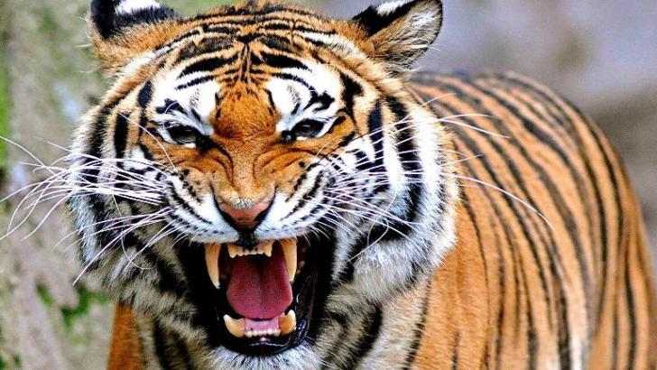 Harimau dari Sumatera, Sampai Selandia Baru Terkam Warga Tewas Mengenaskan