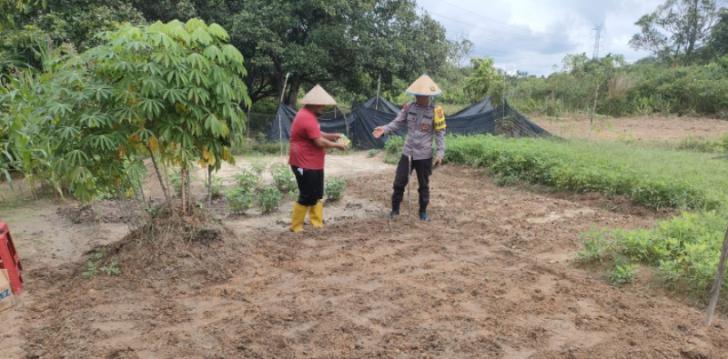 Polsek Payung Sekaki Penanaman Bibit Jagung untuk Ketahanan Pangan