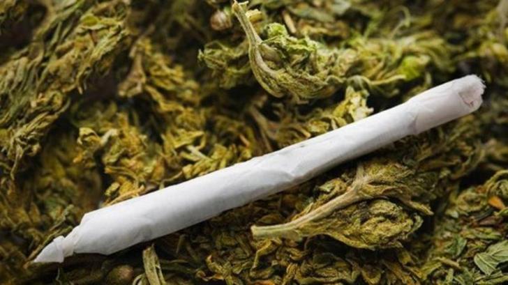 Ada Ganja 1 Kilogram di Pohon Mangga Rumah DH, Warga Rohul Diamankan