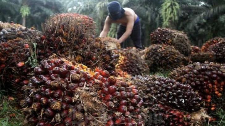Luar Biasa, Harga Sawit Riau Nyaris Tembus Rp3.500 Per Kilo