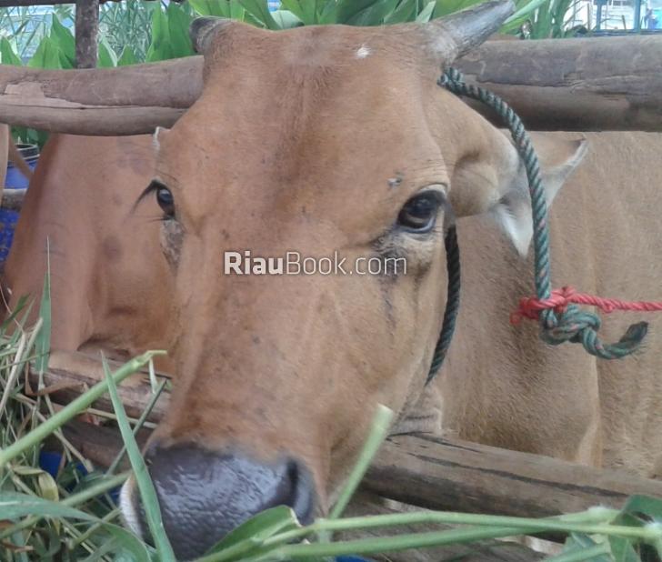 Berlakukan Azas Kesejahteraan Agar Hewan Kurban tak Stres, kata Pejabat Dumai