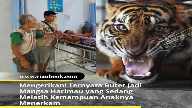 Mengerikan! Ternyata Butet Jadi Mangsa Harimau yang Sedang Melatih Kemampuan Anaknya Menerkam