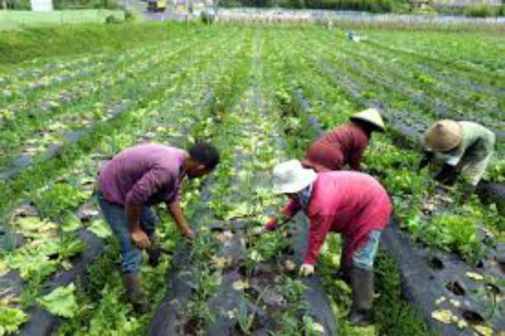 Musim Hujan, Hasil Panen Holtikultura di Siak Menurun