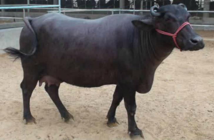Asyik...Bulog bakal Jual Daging Kerbau Rp65 Ribu/Kg