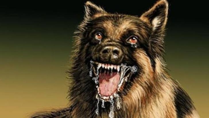 Waspada! 9 Warga Pekanbaru Digigit Anjing Rabies