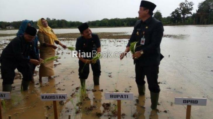 Olek Padang di Pulau Ingu, Wabub Halim Turun ke Sawah Menanam Padi