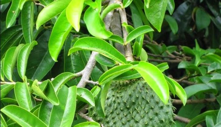 Daun dan Batang Sirsak Mampu Hancurkan Sel Kanker, Ini Buktinya