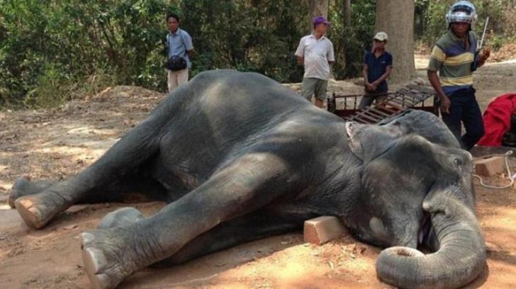 Kelelahan Mengangkut Turis, Seekor Gajah Mati Terkena Serangan Jantung