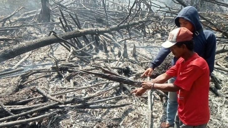 Lahan Dibakar untuk Kebun Sawit, Warga Kampung Ditangkap