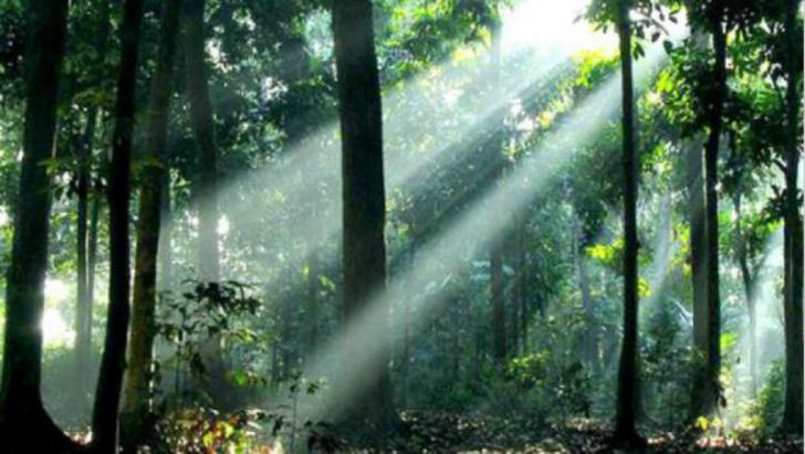 Mengelola Kawasan Hutan Boleh-boleh Saja, Ini Syaratnya
