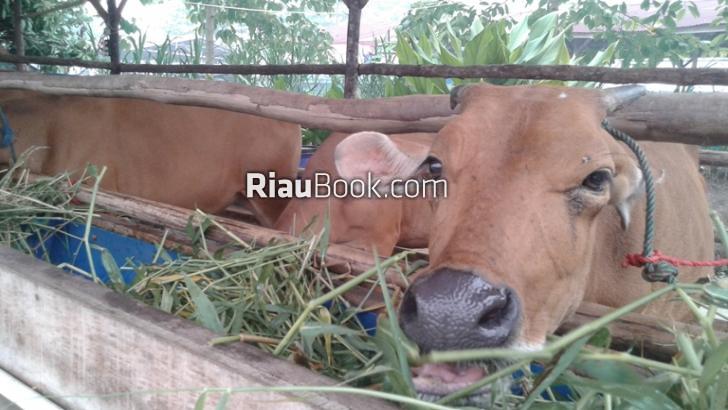 'Siska', Integrasi Sapi dan Sawit Pelalawan, Ini Upayanya