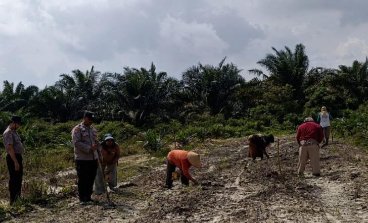 Lahan Ketahanan Pangan Polsek Kandis Terus Berkembang, Harapan Nyata Kelompok Tani Ayu Makmur