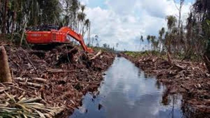 Empat Kabupaten Jadi Awal Restorasi Gambut di Indonesia, Meranti Riau Termasuk