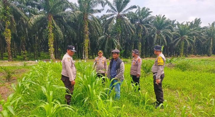 Kapolsek Kandis Apresiasi Kolaborasi Bhabinkamtibmas dan Petani, Perkuat Ketahanan Pangan