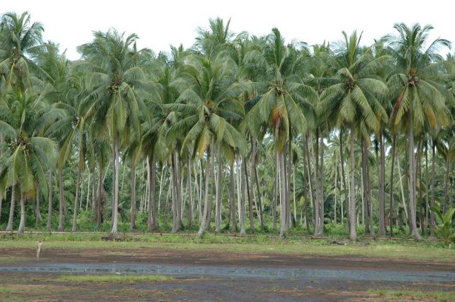 5 Perusahaan Tanamkan Modal di Inhil